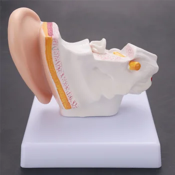 1,5-Krat Človeško Uho Anatomija Model, ki Prikazuje Organov Struktura Srednje in Zunanjega Ušesa, Poučevanje, Potrebščine