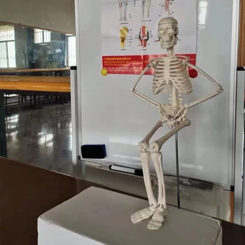 1Pcs Anatomski Anatomija Človeškega Okostja Model Medicinske Naučijo Pomoči Anatomije Skeletnega Modela na Debelo trgovina na Drobno 45 CM 20 cm Neobvezno DIY