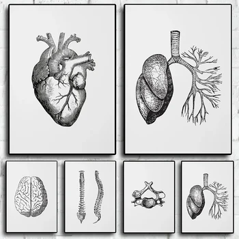 Človeške Anatomije Umetnine Medicinske plakat Kliniki Steni Sliko Okostje Organ Mišičnega Sistema Domov Estetski Okras, plakati, platna